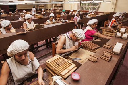 tabacalera-del-oriente-proyecta-incrementar-20-hectareas-de--12531